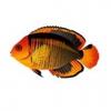 OaB Coral Beauty