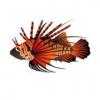 OaB Firefish