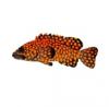 OaB Longfin Grouper