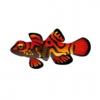 OaB Mandarin Fish