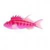 Collector Hawkfish