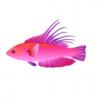 Linespot Flasher Wrasse