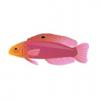 Oblique Lined Dottyback