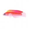 Pink Dottyback