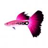 Pink Guppy