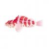 Pink Hawkfish