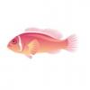 Pink Skunk Clownfish