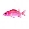 Striped Squirrelfish