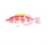 Yellowfin Wrasse
