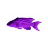 Black Cap Basslet