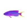 Purple Anthias