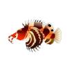 Fu Man Chu Lionfish