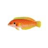 Kuiters Leopard Wrasse