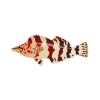 Painted Greenling