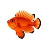 Popeye Catalufa Soldierfish