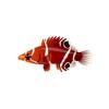 Possum Wrasse