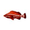 Yelloweye Rockfish