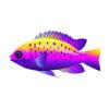 Tricolor Chromis