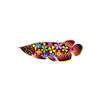 Floral Arowana