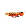 Polka Dot Killifish