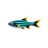 Striped Rasboras