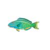 Bicolor Parrotfish