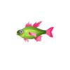 Green Snapper