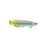 Arowana 2