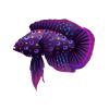 Urchin Marine Betta