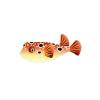 Burrfish
