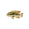 Port Acara Cichlid
