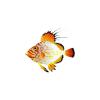 Orange John Dory