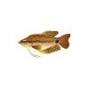 Gourami 1