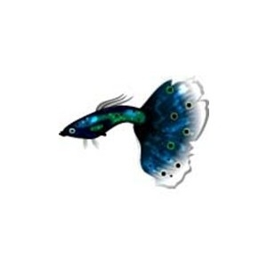 Fish World Photo Gallery | Guppies - Set 1 | Peacock Guppy