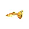 Golden Guppy