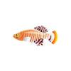 Rachows Killifish