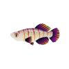 Sunburst Kilifish