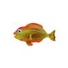 Dawn Parrotfish