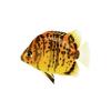 Argus Striped Scat
