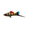 Clown Swordtail