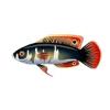 Shadow Fairy Wrasse