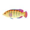 Orange Seed Lined Wrasse